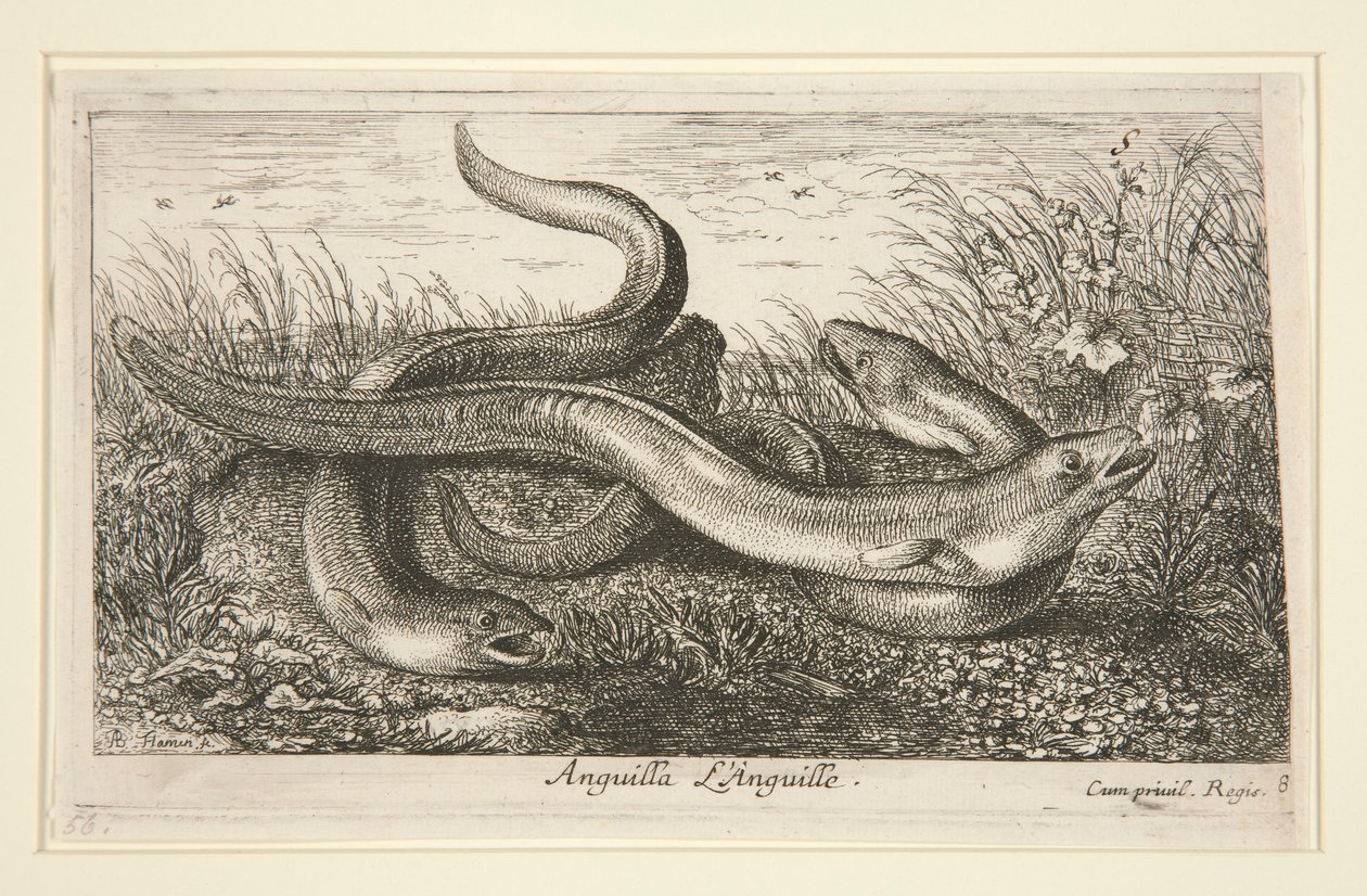 Anguilla. L autorstwa Albert Flamen