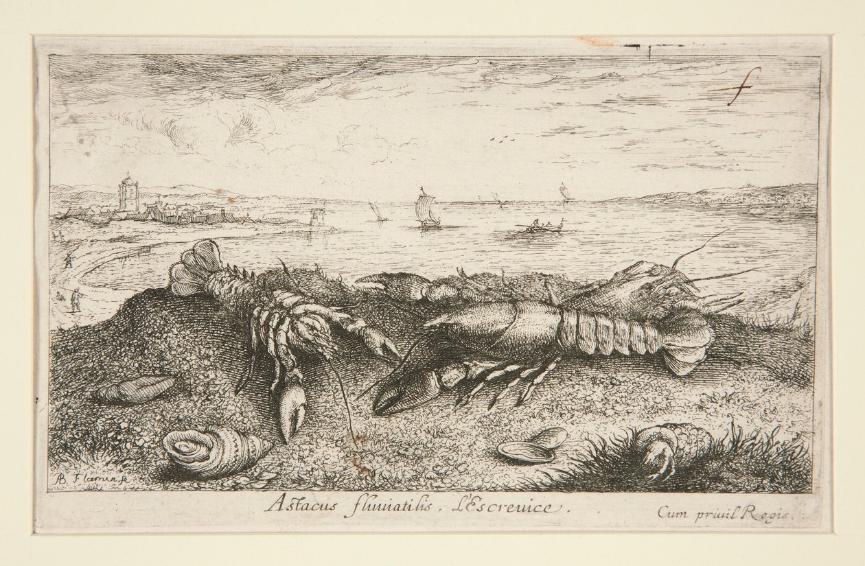 Astacus fluriatilis. L autorstwa Albert Flamen
