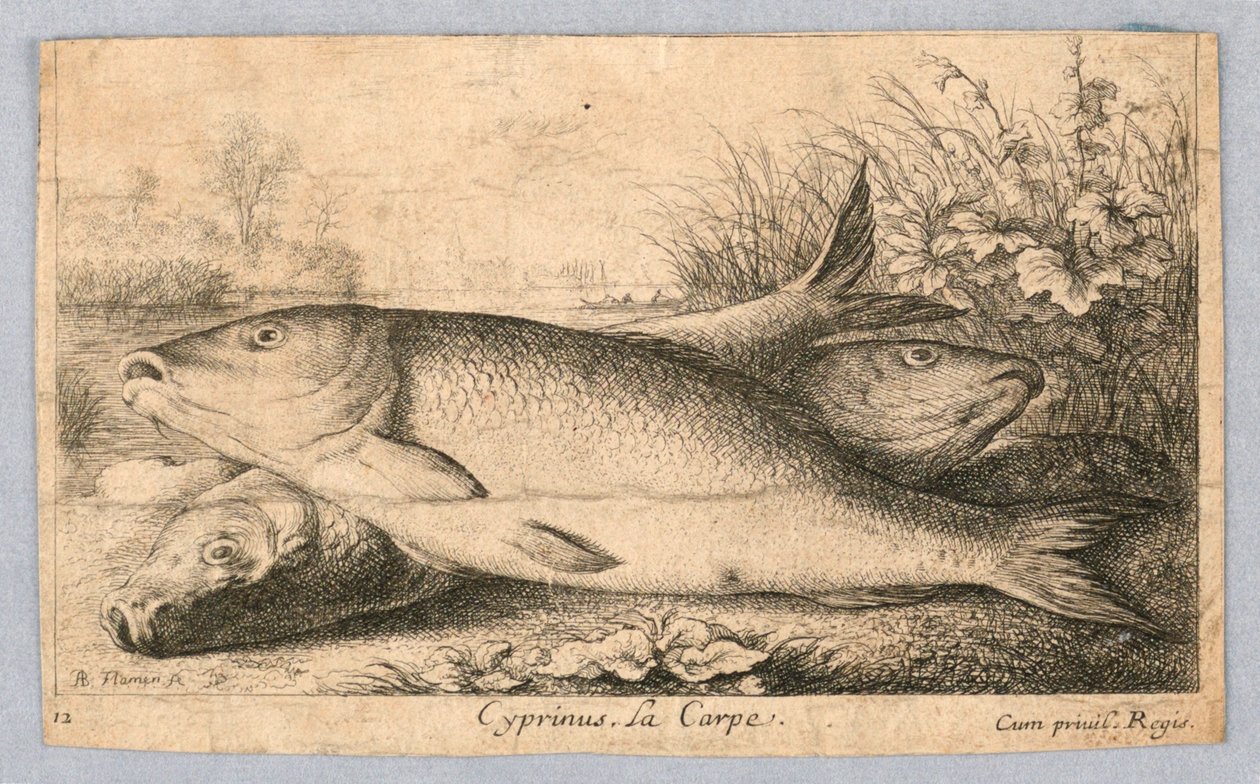Karp autorstwa Albert Flamen