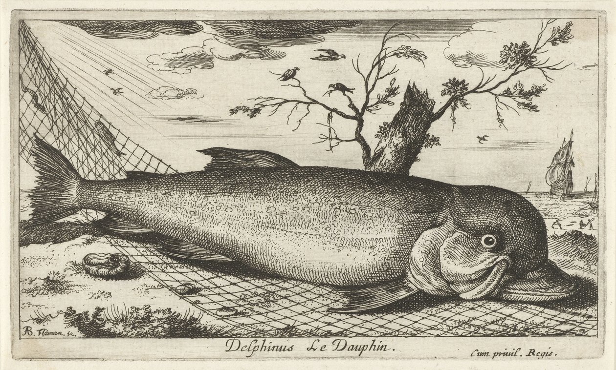 Delfin w sieci rybackiej Delphinus Le Dauphin. (tytuł na obiekcie) Ryby i inne morskie stworzenia - trzecia seria słonowodnych (tytuł serii) Poissons de mer (tytuł serii) autorstwa Albert Flamen
