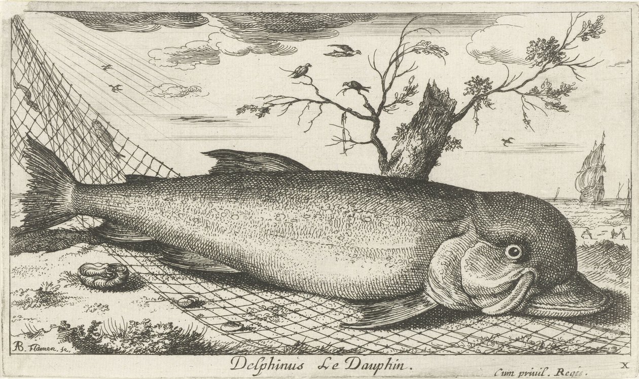 Delfin w sieci rybackiej Delphinus Le Dauphin. (tytuł na obiekcie) Ryby i inne morskie stworzenia - trzecia seria słonowodnych (tytuł serii) Poissons de mer (tytuł serii) autorstwa Albert Flamen