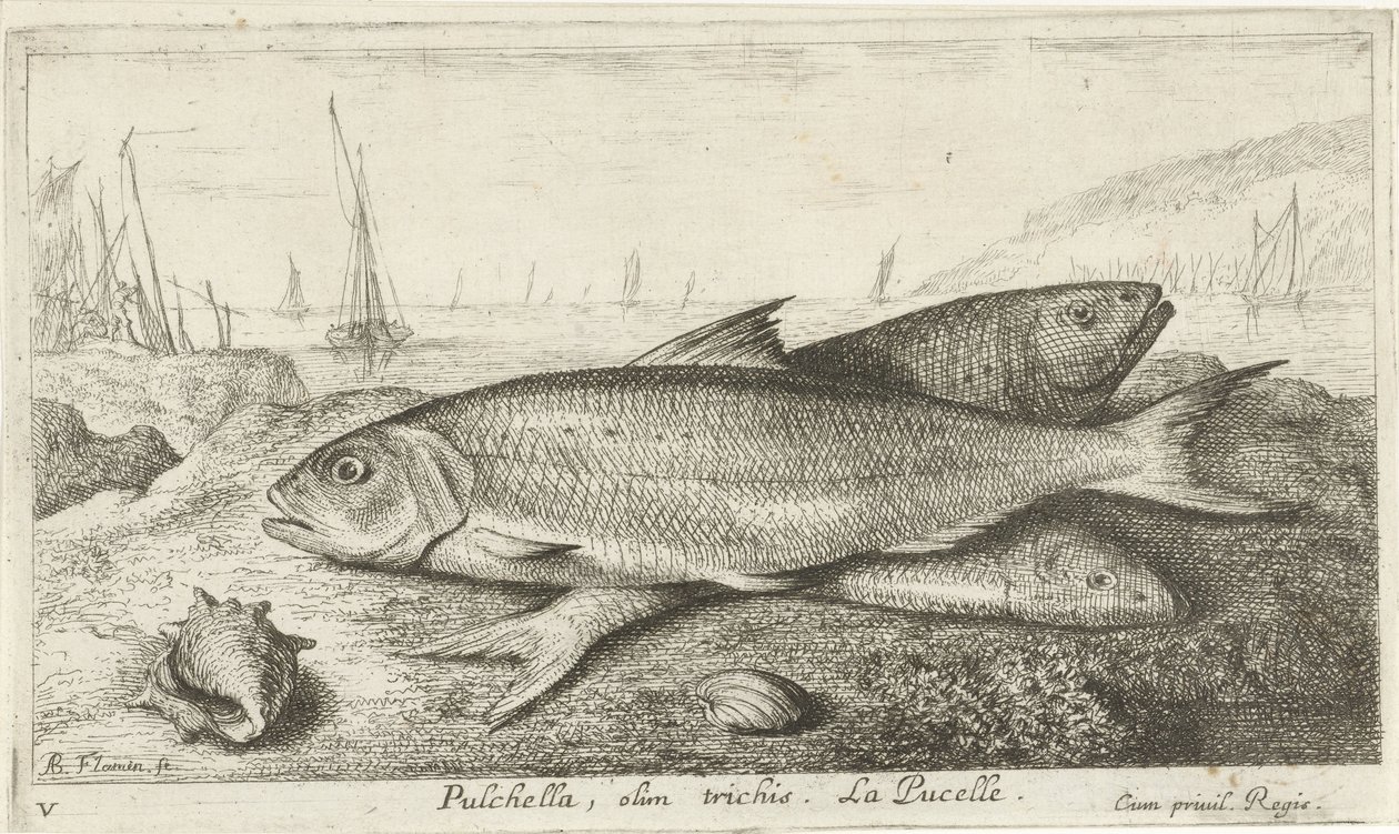 Trzy ryby na plaży Pulchella, Olim Trichis. La Pucelle. (tytuł na obiekcie) Ryby i inne morskie stworzenia - pierwsza seria słonowodnych (tytuł serii) Diverse Especes de Poissons de mer (tytuł serii) autorstwa Albert Flamen
