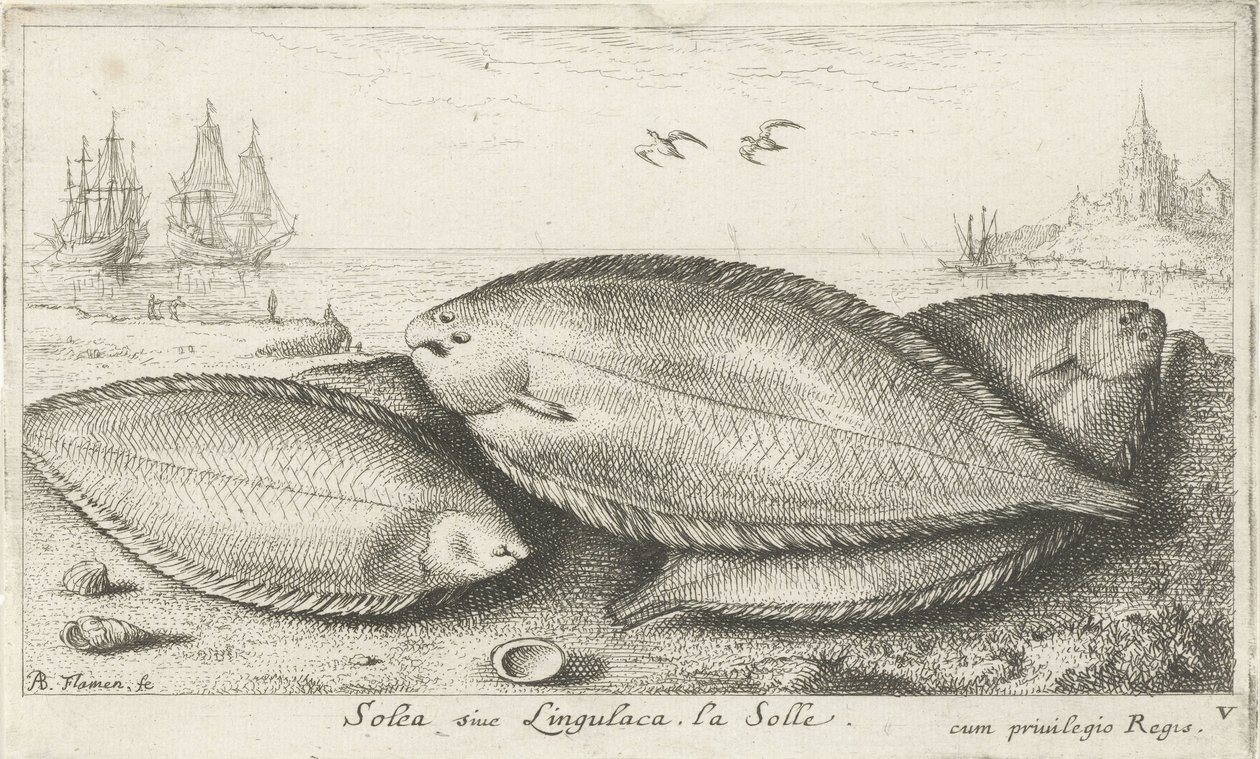 Trzy podeszwy na plaży Solea siue Lingulaca. La Solle. (tytuł na obiekcie) Ryby i inne morskie stworzenia - trzecia seria słonowodnych (tytuł serii) Poissons de mer (tytuł serii) autorstwa Albert Flamen