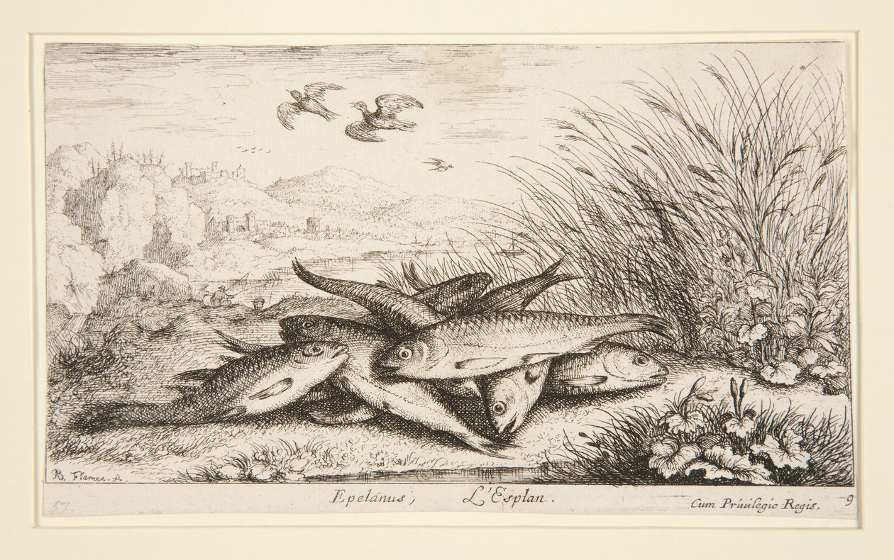 Epelanus, L autorstwa Albert Flamen