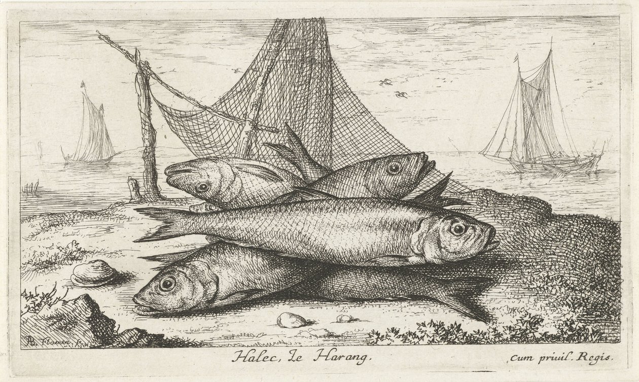 Śledź w sieci rybackiej Halec, Le Harang. (tytuł na obiekcie) Ryby i inne morskie stworzenia - druga seria słonowodnych (tytuł serii) Poissons de mer (tytuł serii) autorstwa Albert Flamen