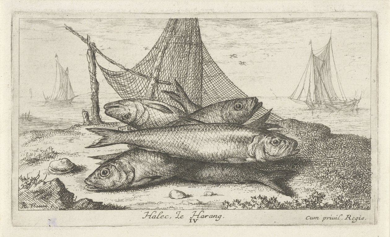 Śledź w sieci rybackiej Halec, Le Harang. (tytuł na obiekcie) Ryby i inne morskie stworzenia - druga seria słonowodnych (tytuł serii) Poissons de mer (tytuł serii) autorstwa Albert Flamen