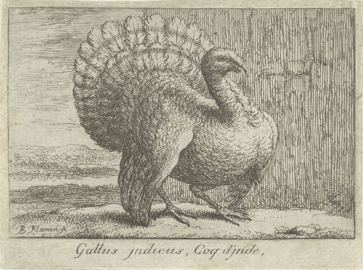 Landschap spotkał kalkoen Gallus indicus, Coq d