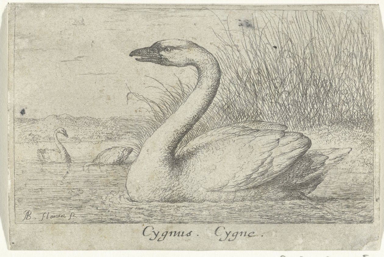 Krajobraz z łabędziem Gwiazdozbiór Łabędzia. Cygne. (tytuł na obiekcie) Trzynaście gatunków ptaków (tytuł serii) Diuersae Auium Gatunek (tytuł serii) autorstwa Albert Flamen