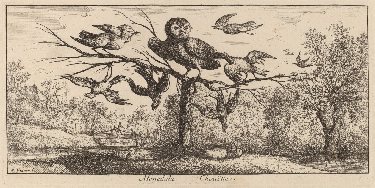 Monedula, Sowa autorstwa Albert Flamen