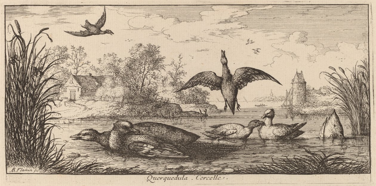 Querpedula, Cyraneczka autorstwa Albert Flamen
