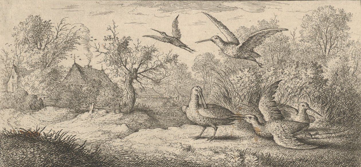 Rusticula, Becasse The Woodcock: Księga ptaków Livre d