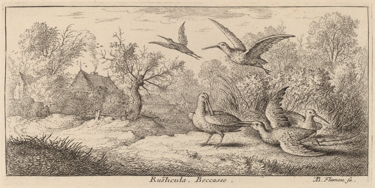 Rusticula, Słonka autorstwa Albert Flamen