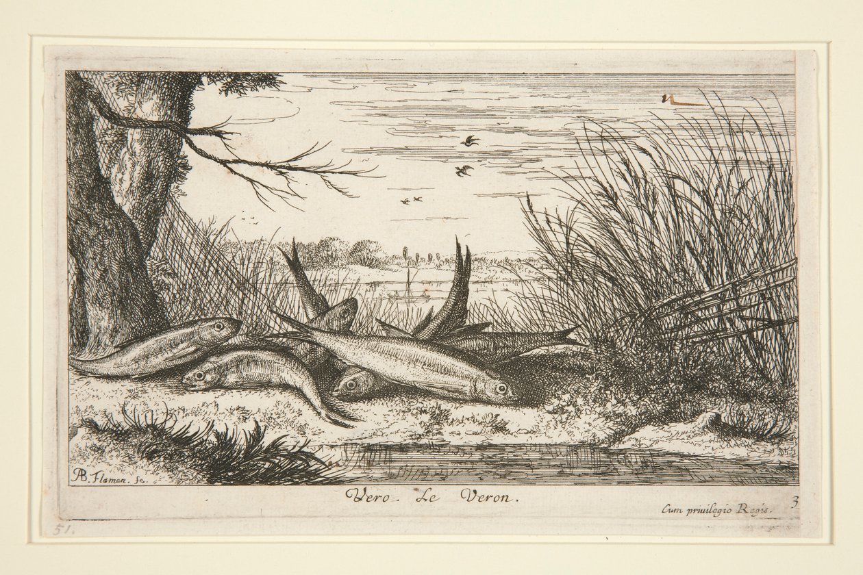 Loach, z drugiej części serii Fresh Water Fish. autorstwa Albert Flamen