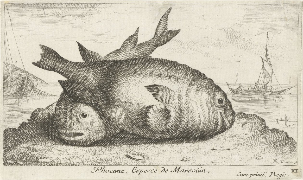 Dwa morświny na plaży Phoca Na, Espèce de Marsoüin, (tytuł obiektu) Ryby i inne morskie stworzenia - trzecia seria słonowodnych (tytuł serii) Poissons de mer (tytuł serii) autorstwa Albert Flamen