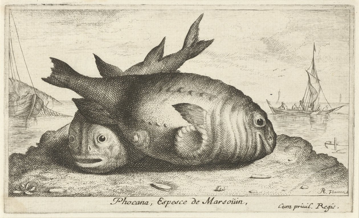 Dwa morświny na plaży Phoca Na, Espèce de Marsoüin, (tytuł obiektu) Ryby i inne morskie stworzenia - trzecia seria słonowodnych (tytuł serii) Poissons de mer (tytuł serii) autorstwa Albert Flamen