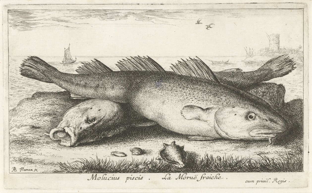 Dwa dorsze na plaży? Molucius piscis. Le Morue Fraiche. (tytuł na obiekcie) Ryby i inne morskie stworzenia - druga seria słonowodnych (tytuł serii) Poissons de mer (tytuł serii) autorstwa Albert Flamen