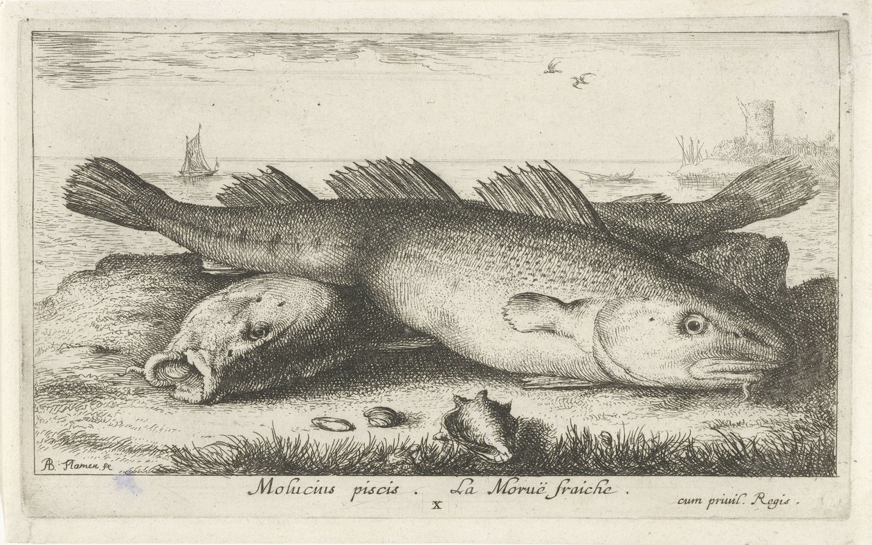 Dwa dorsze na plaży? Molucius piscis. Le Morue Fraiche. (tytuł na obiekcie) Ryby i inne morskie stworzenia - druga seria słonowodnych (tytuł serii) Poissons de mer (tytuł serii) autorstwa Albert Flamen