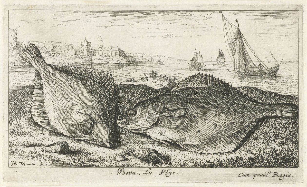 Dwie płastugi na plaży? psetta. La Plye. (tytuł na obiekcie) Ryby i inne morskie stworzenia - druga seria słonowodnych (tytuł serii) Poissons de mer (tytuł serii) autorstwa Albert Flamen
