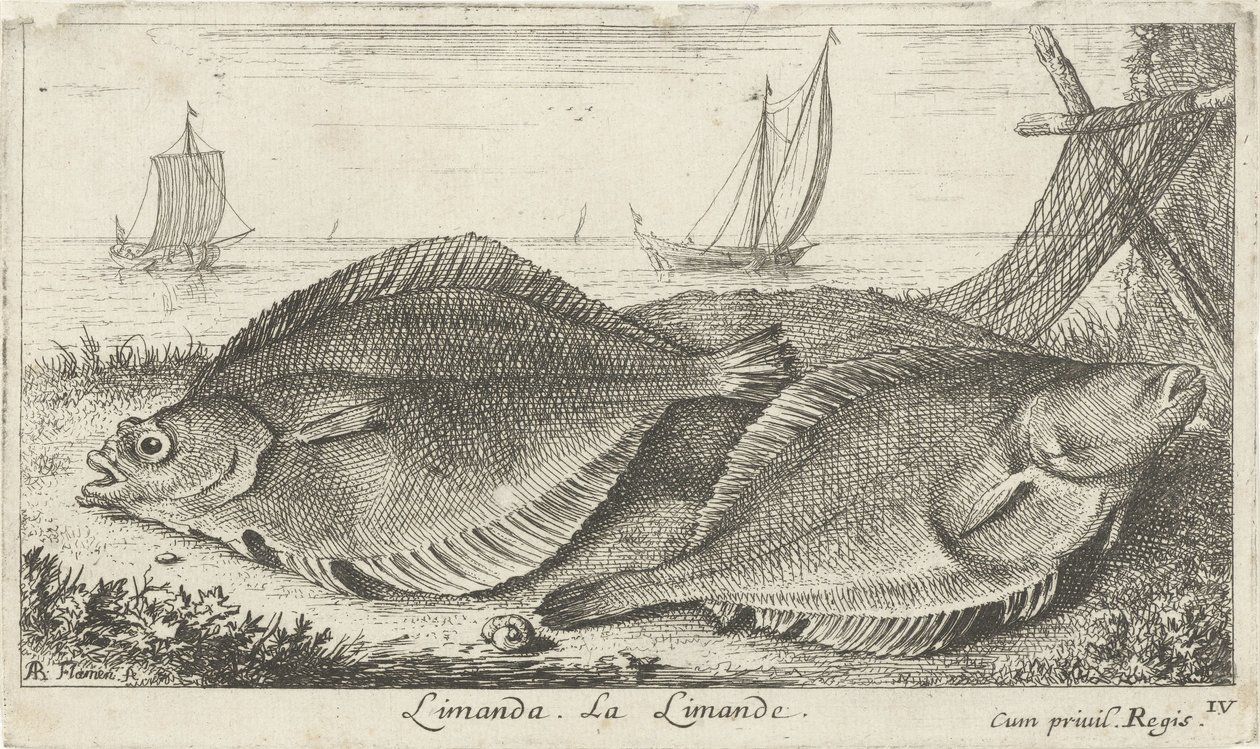 Dwie plamy na plaży? Limanda. La Limande. (tytuł na obiekcie) Ryby i inne morskie stworzenia - trzecia seria słonowodnych (tytuł serii) Poissons de mer (tytuł serii) autorstwa Albert Flamen