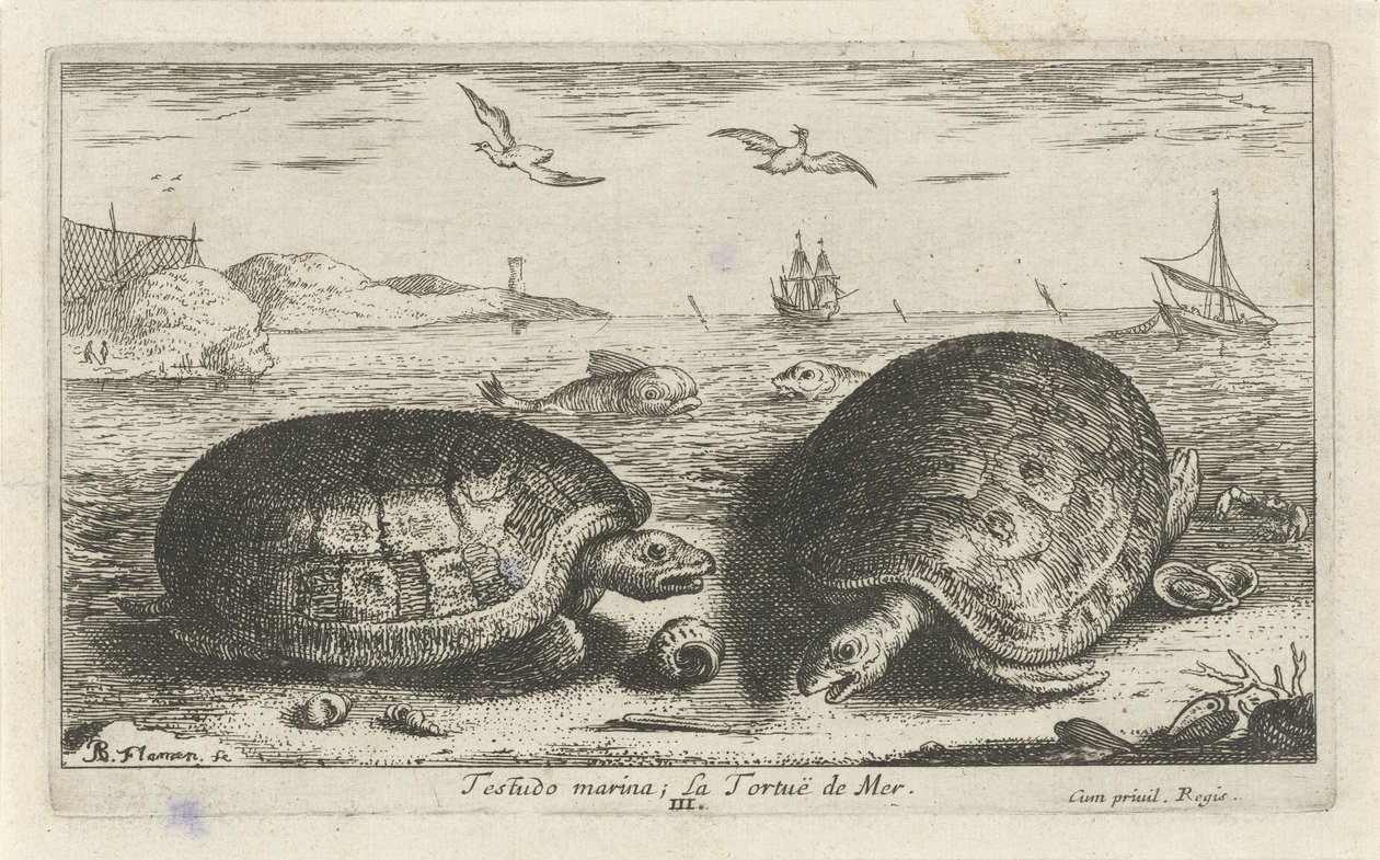 Dwa żółwie na plaży przystań Testudo; La Tortuë de Mer (tytuł na obiekcie) Ryby i inne morskie stworzenia - druga seria słonowodnych (tytuł serii) Poissons de mer (tytuł serii) autorstwa Albert Flamen