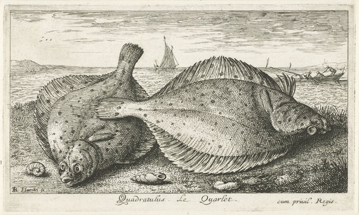 Dwie gładzice na plaży? Kwadratus. LeQuarlet. (tytuł na obiekcie) Ryby i inne morskie stworzenia - trzecia seria słonowodnych (tytuł serii) Poissons de mer (tytuł serii) autorstwa Albert Flamen