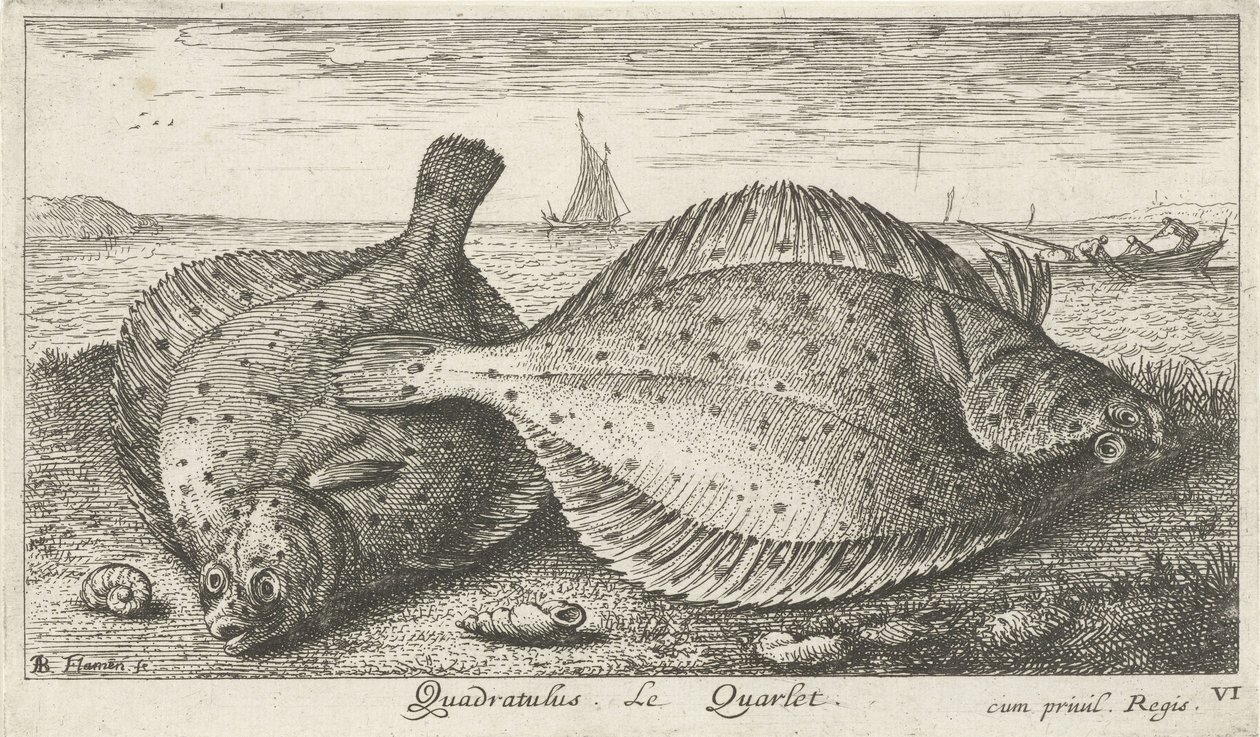 Dwie gładzice na plaży? Kwadratus. LeQuarlet. (tytuł na obiekcie) Ryby i inne morskie stworzenia - trzecia seria słonowodnych (tytuł serii) Poissons de mer (tytuł serii) autorstwa Albert Flamen