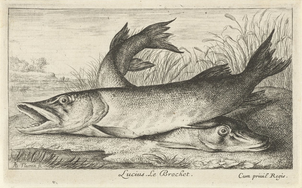 Dwa szczupaki na brzegu rzeki Lucjusz. Le Brochet. (tytuł na obiekcie) Ryby i inne morskie stworzenia - pierwsza seria słodkowodna (tytuł serii) Diverse Especes de Poissons d