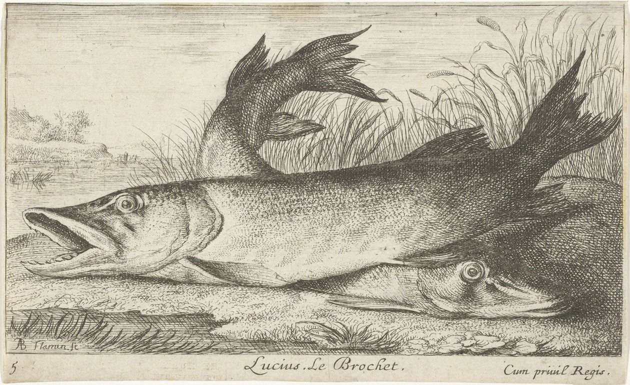 Dwa szczupaki na brzegu rzeki Lucjusz. Le Brochet. (tytuł na obiekcie) Ryby i inne morskie stworzenia - pierwsza seria słodkowodna (tytuł serii) Diverse Especes de Poissons d