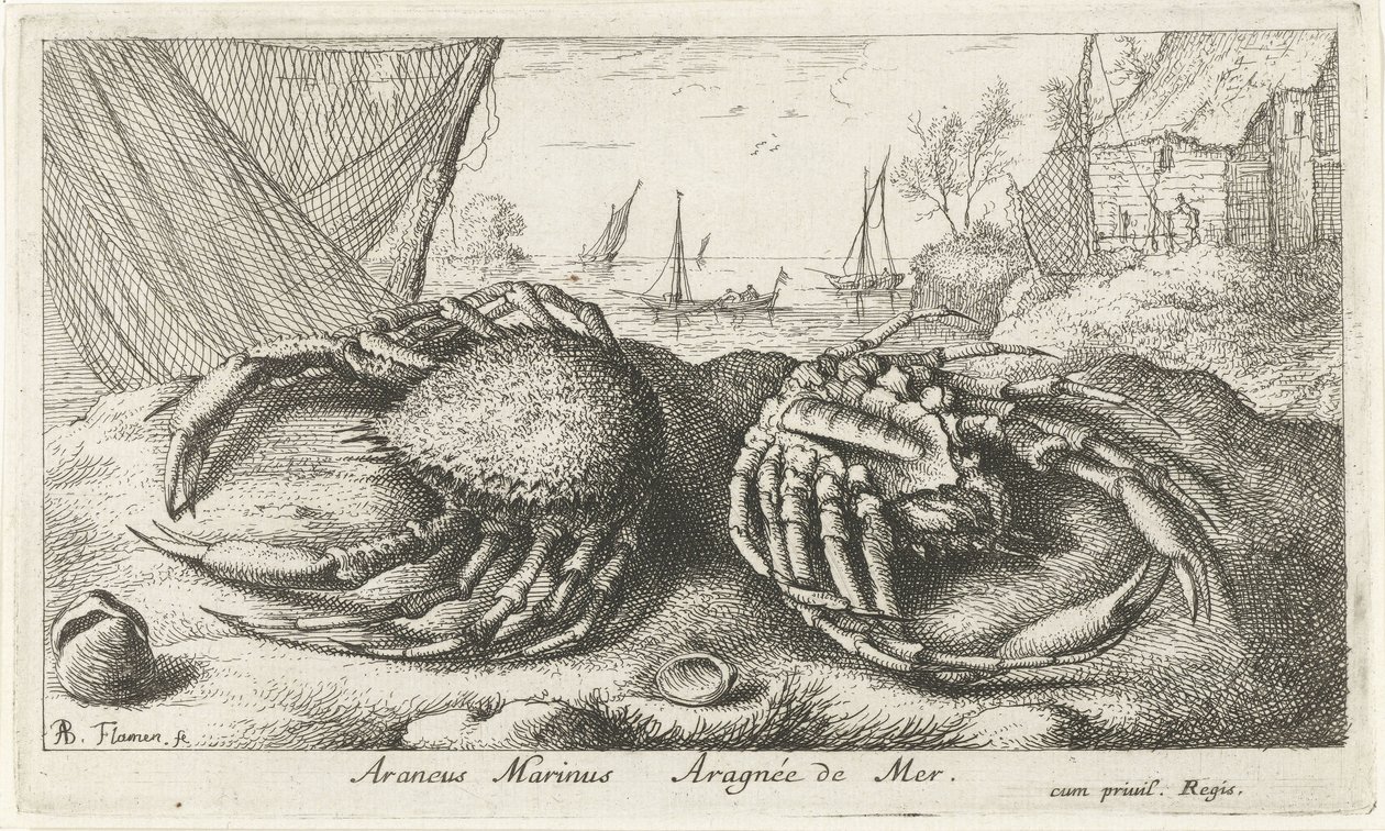 Dwa kraby pająka w pobliżu sieci rybackiej Araneus Marinus Aragnée de Mer (tytuł na obiekcie) Ryby i inne morskie stworzenia - druga seria słonowodnych (tytuł serii) Poissons de mer (tytuł serii) autorstwa Albert Flamen