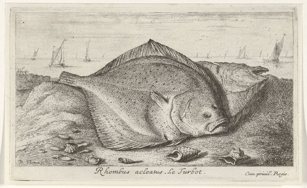 Dwa turboty na plaży romb acleatus. Le Turbot. (tytuł na obiekcie) Ryby i inne morskie stworzenia - trzecia seria słonowodnych (tytuł serii) Poissons de mer (tytuł serii) autorstwa Albert Flamen