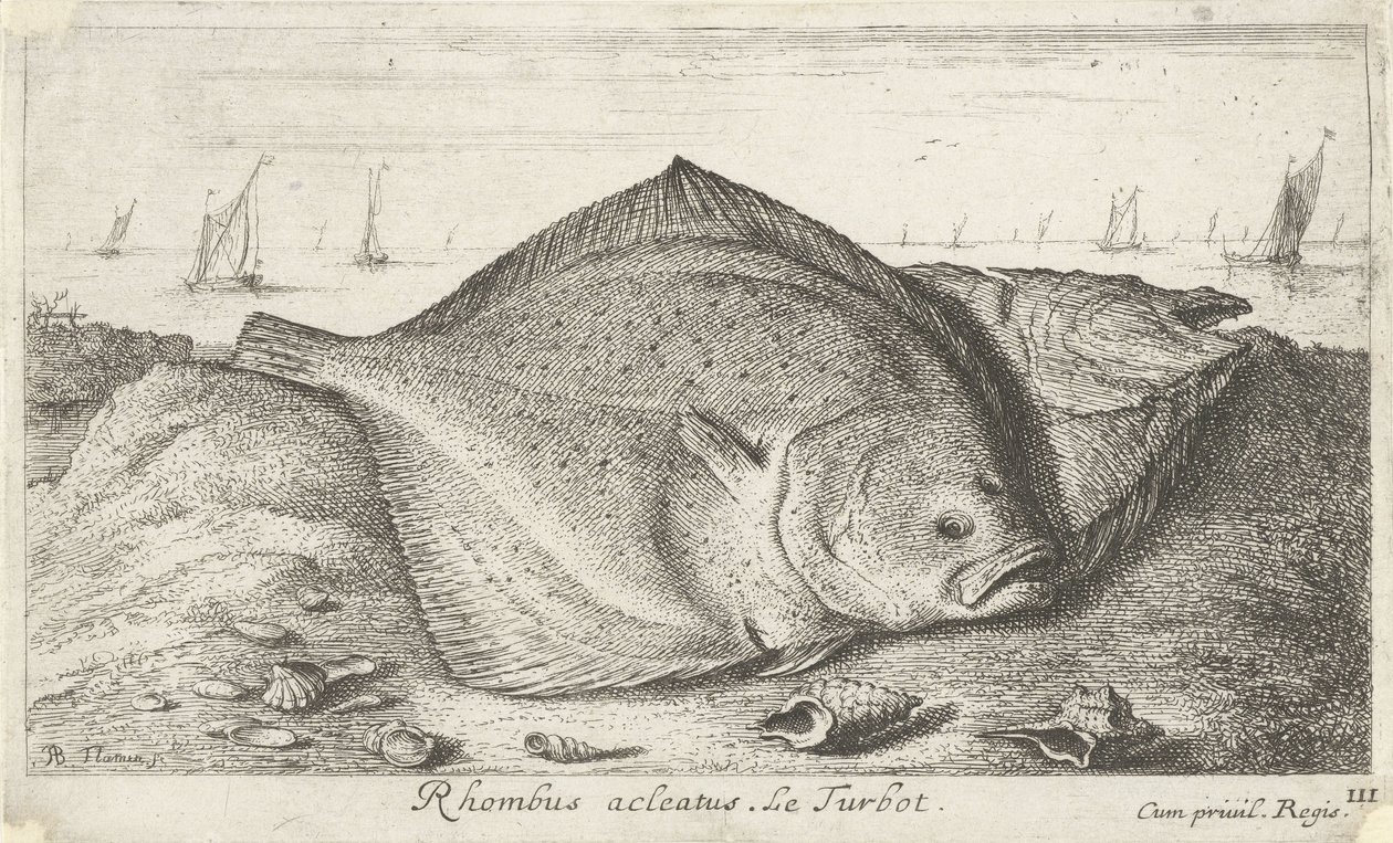 Dwa turboty na plaży romb acleatus. Le Turbot. (tytuł na obiekcie) Ryby i inne morskie stworzenia - trzecia seria słonowodnych (tytuł serii) Poissons de mer (tytuł serii) autorstwa Albert Flamen