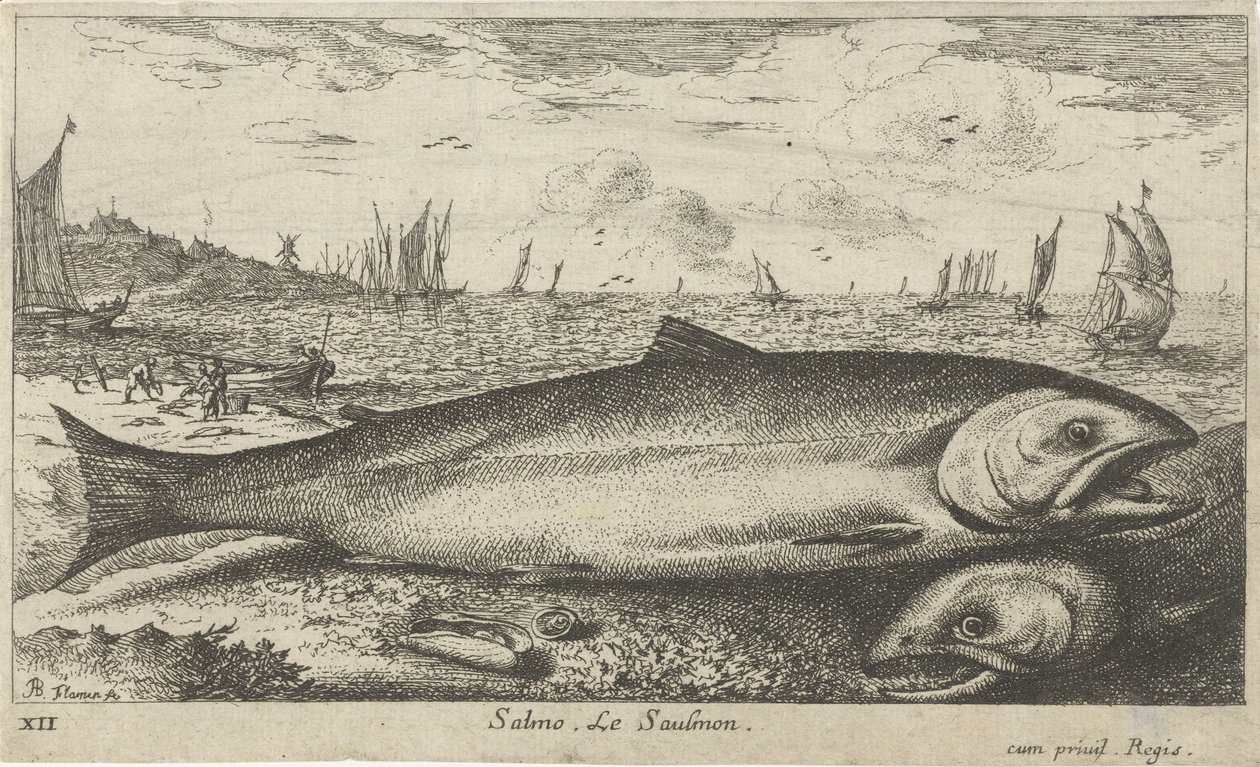 Dwa łososie na plaży? Salmo. Le Saumon (tytuł na obiekcie) Ryby i inne morskie stworzenia - pierwsza seria słonowodnych (tytuł serii) Diverse Especes de Poissons de mer (tytuł serii) autorstwa Albert Flamen