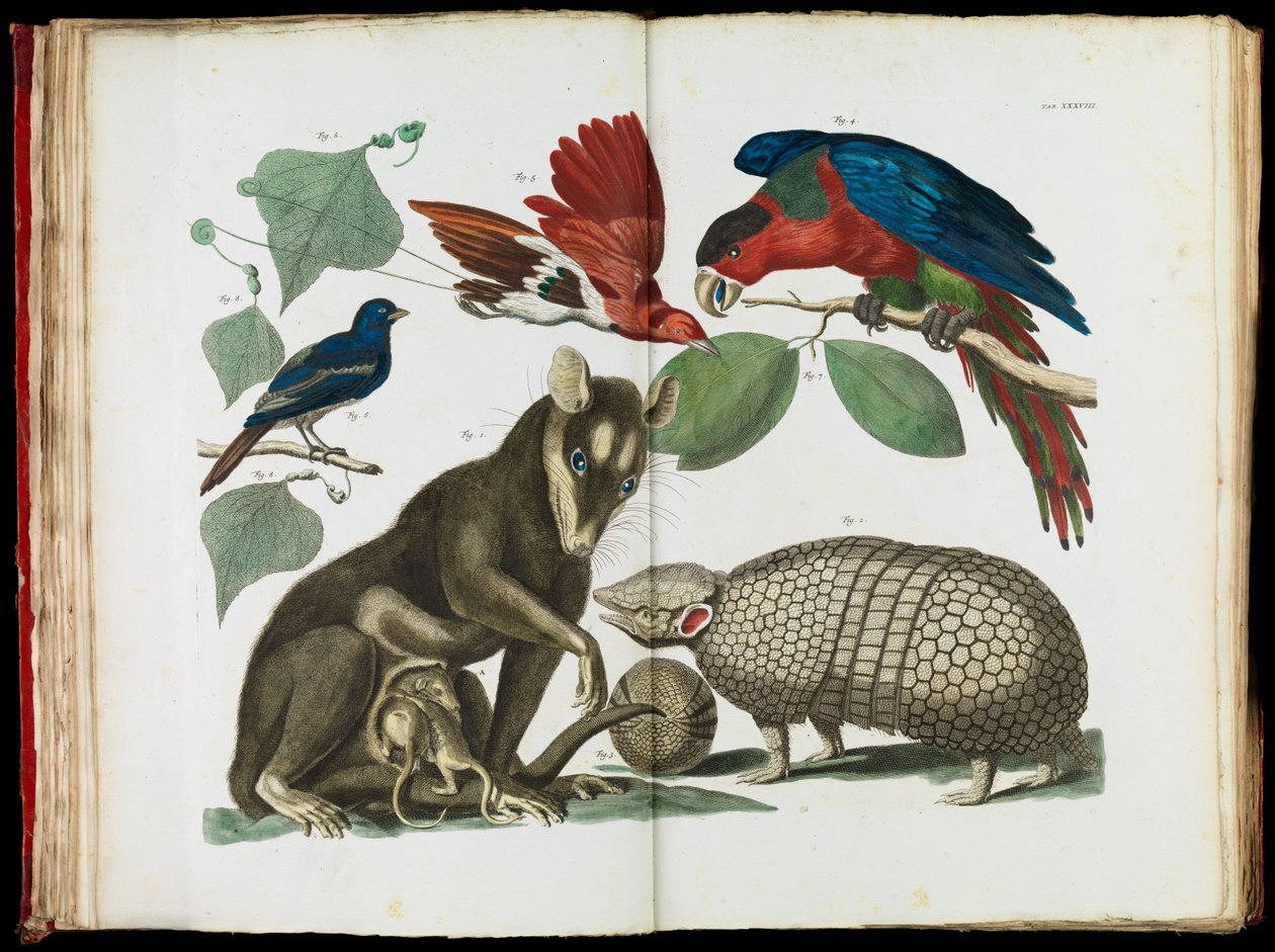 Molucca opos, Didelphis molucca i pancernik, Tolypeutes matacus autorstwa Albertus Seba