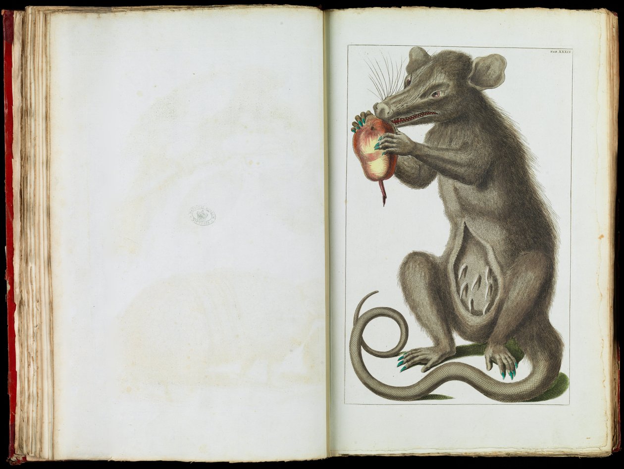 Opos, Didelfimorfia autorstwa Albertus Seba