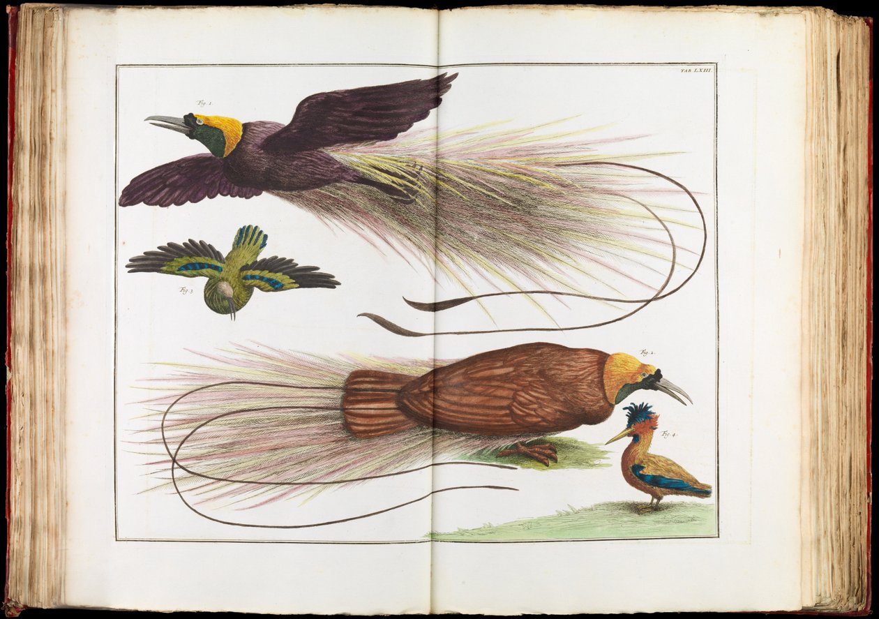 Rajskie ptaki, Paradisaeidae autorstwa Albertus Seba