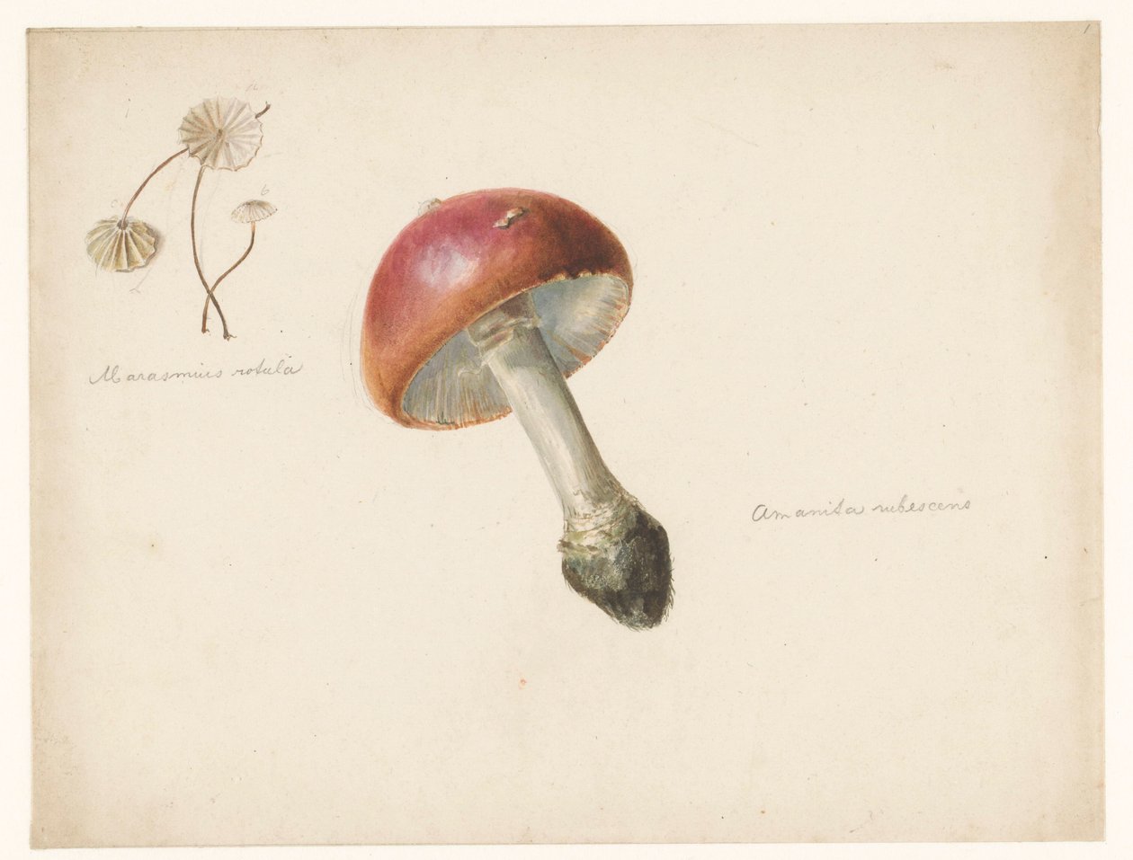 Arkusz do nauki z grzybami, Amanita Rubescens i Marasmius Rotula autorstwa Albertus Steenbergen