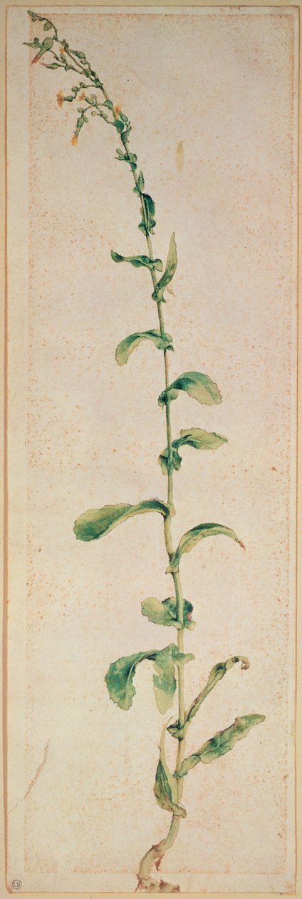 Fabryka tytoniu autorstwa Albrecht Dürer