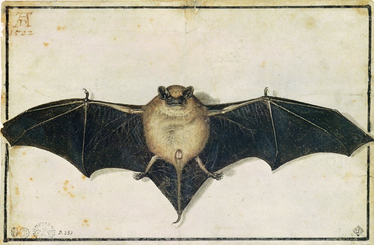 Nietoperz, 1522 autorstwa Albrecht Dürer