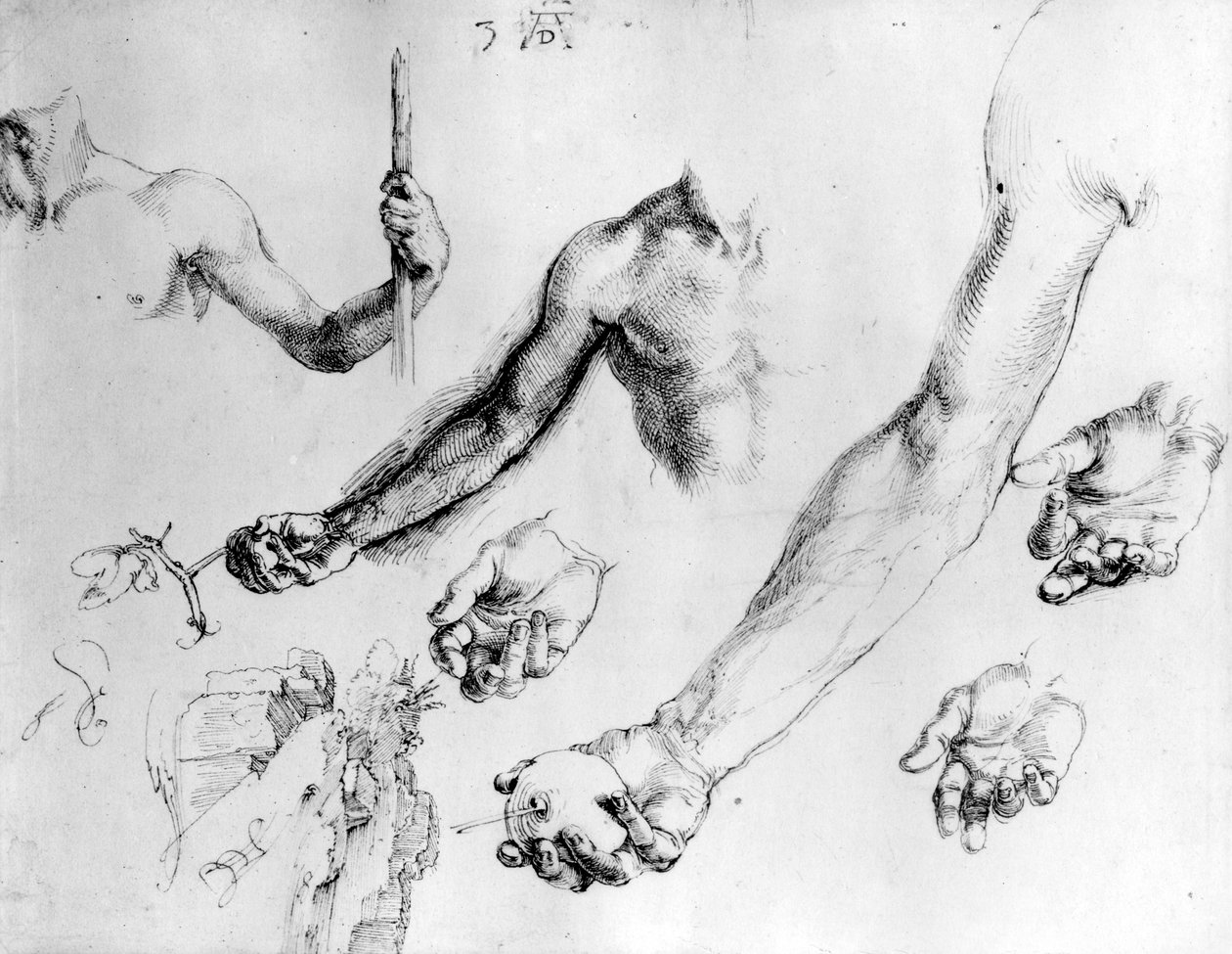 Studia na ramię Adama, 1504 autorstwa Albrecht Dürer
