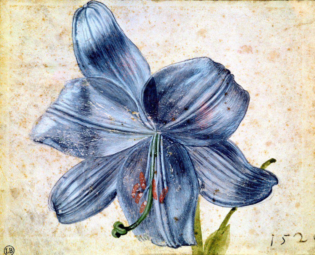 Studium lilii, 1526 (wc na papierze) autorstwa Albrecht Dürer