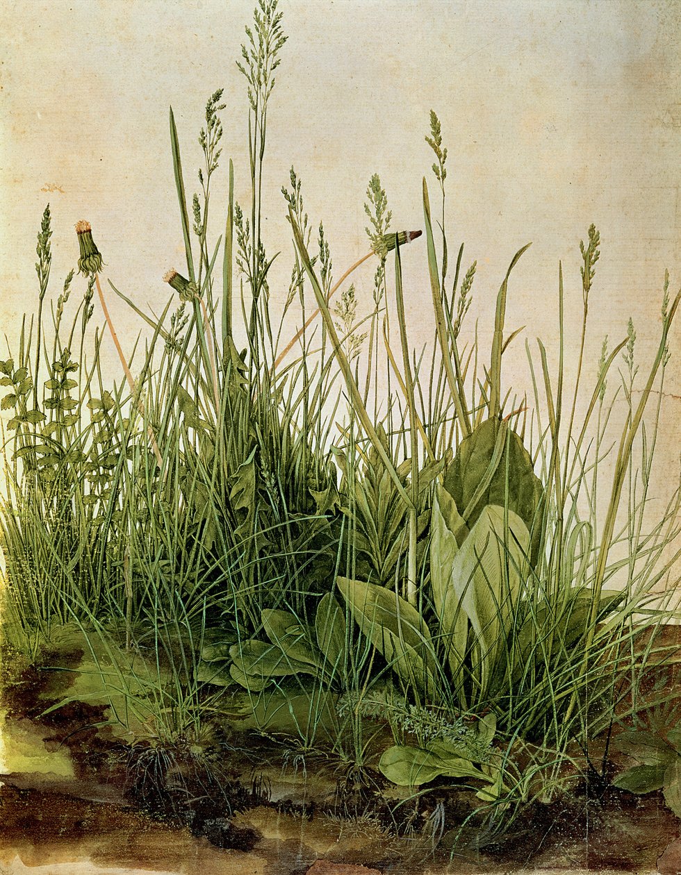 The Great Piece of Turf, 1503 (kolory nadwozia, wzmocnione nieprzezroczystą bielą na welinie) autorstwa Albrecht Dürer