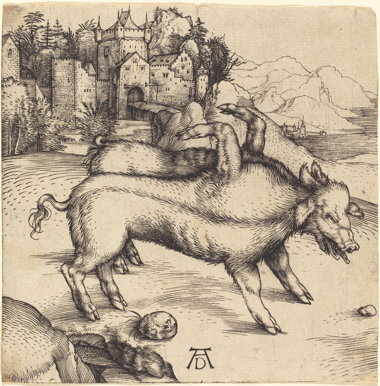 Potworna świnia Landsera autorstwa Albrecht Dürer