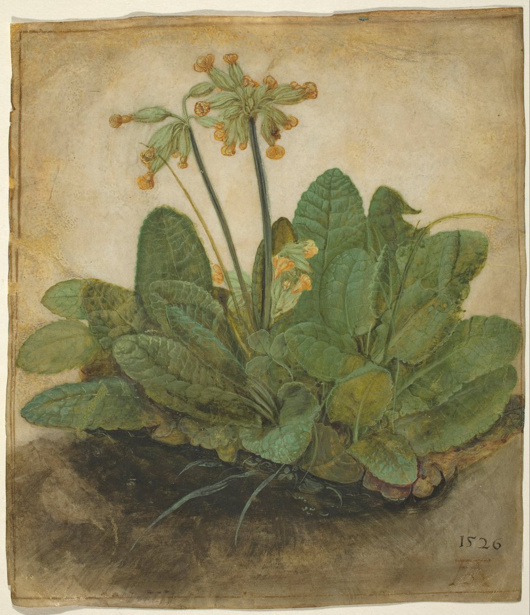 Kępka Cowslip autorstwa Albrecht Dürer