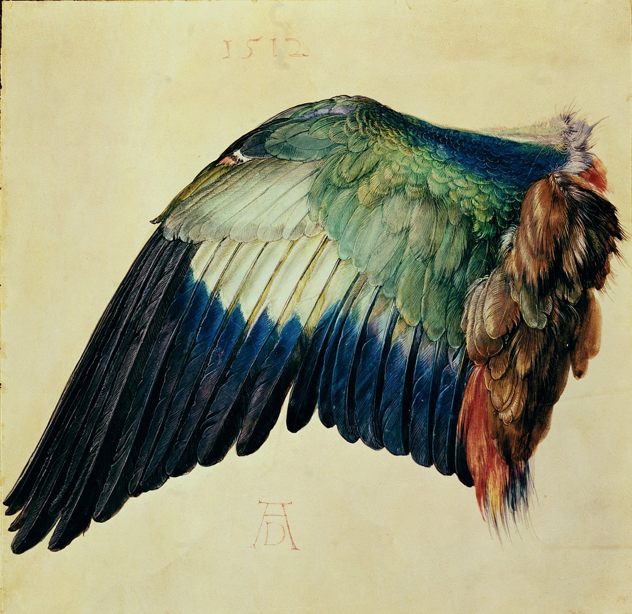 Skrzydło niebieskiego wałka, 1512 (wc na welonie ze złotem) autorstwa Albrecht Dürer