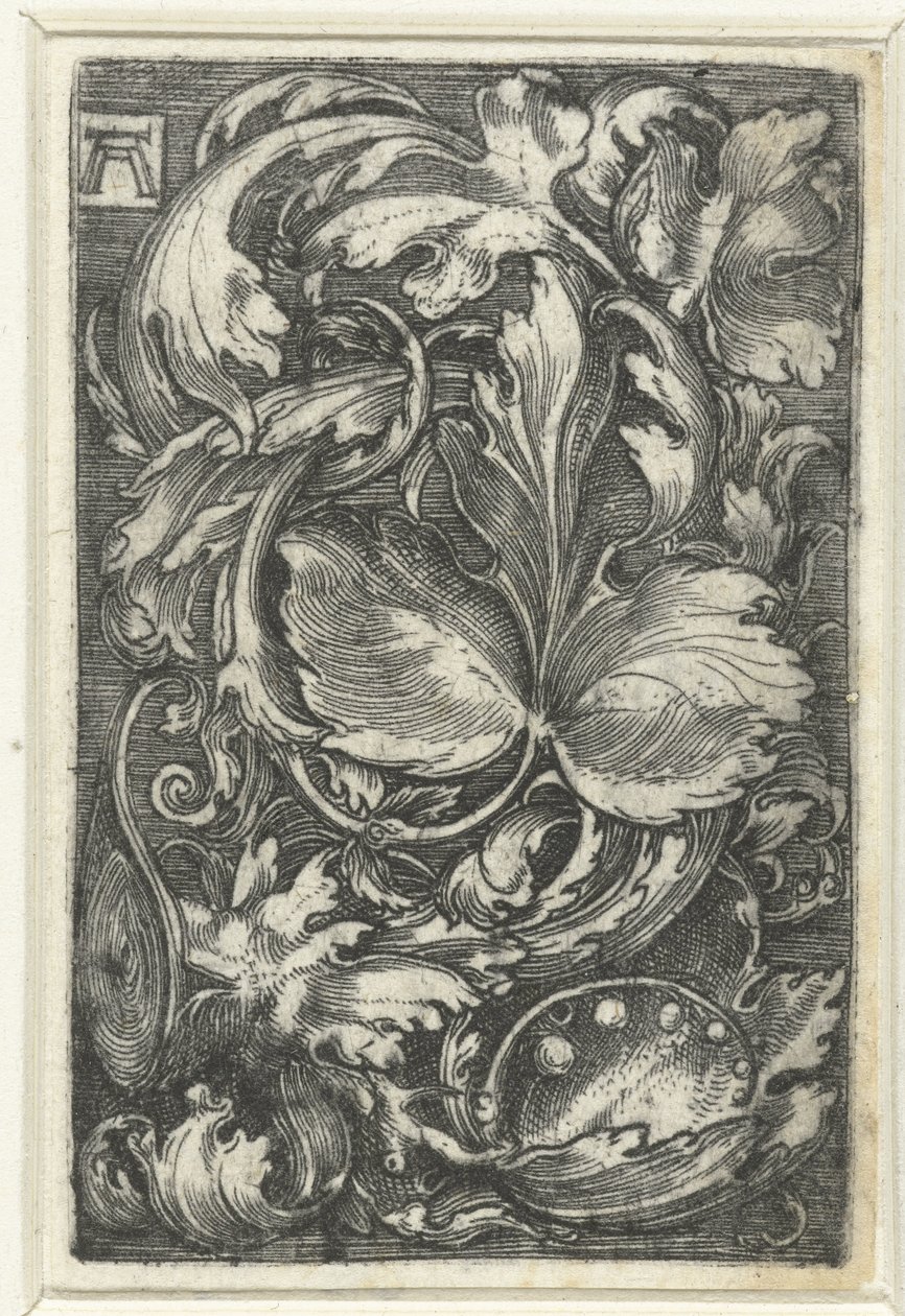 Ornament spotkał się z bladranken autorstwa Albrecht Altdorfer
