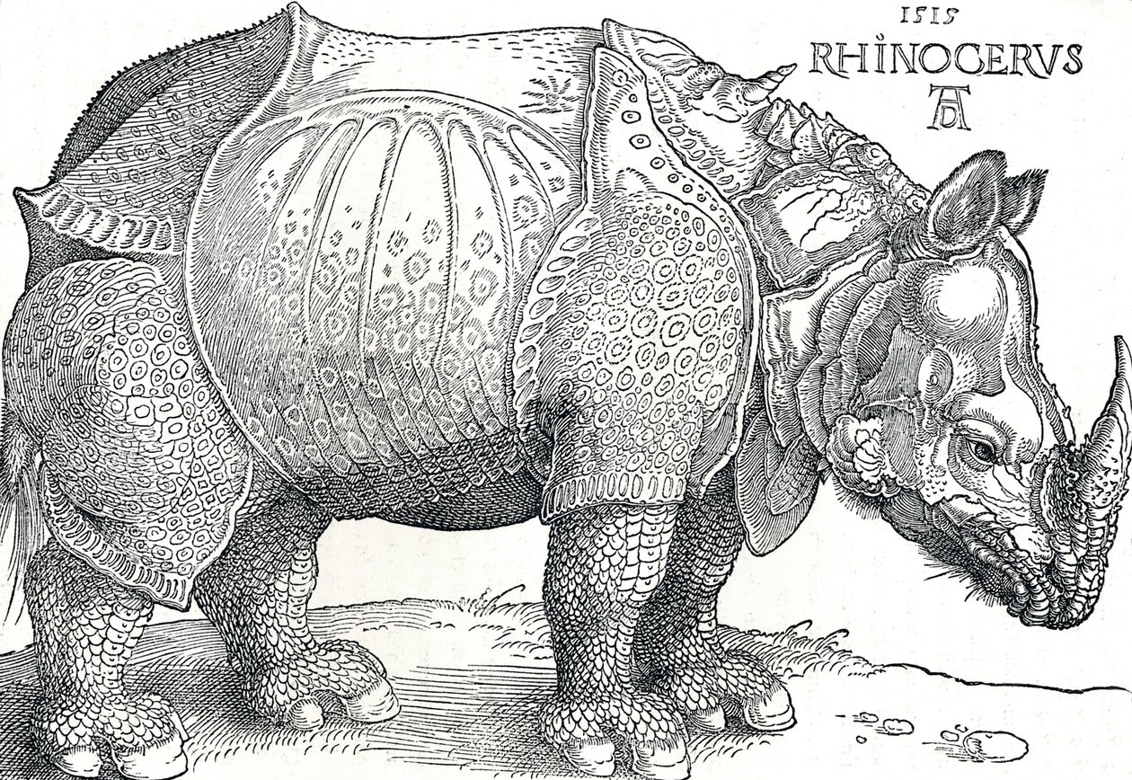 Nosorożec, 1515, 1906 autorstwa Albrecht Dürer