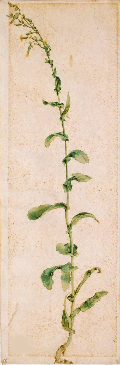 Zakład Tytoniowy, I ćw. XVI w. autorstwa Albrecht Dürer