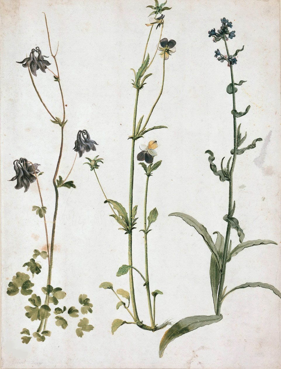 Orlik, Bratki i Język Wołu, I ćw. XVI w. autorstwa Albrecht Dürer