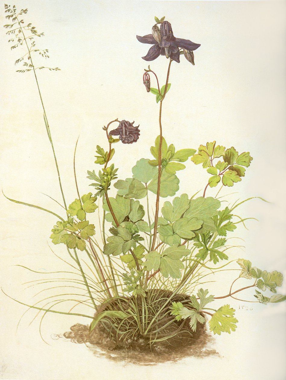 Albrecht D Columbine autorstwa Albrecht Dürer