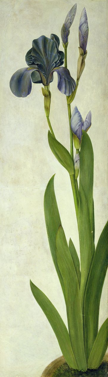 Iris (toaleta i gwasz na papierze) autorstwa Albrecht Dürer